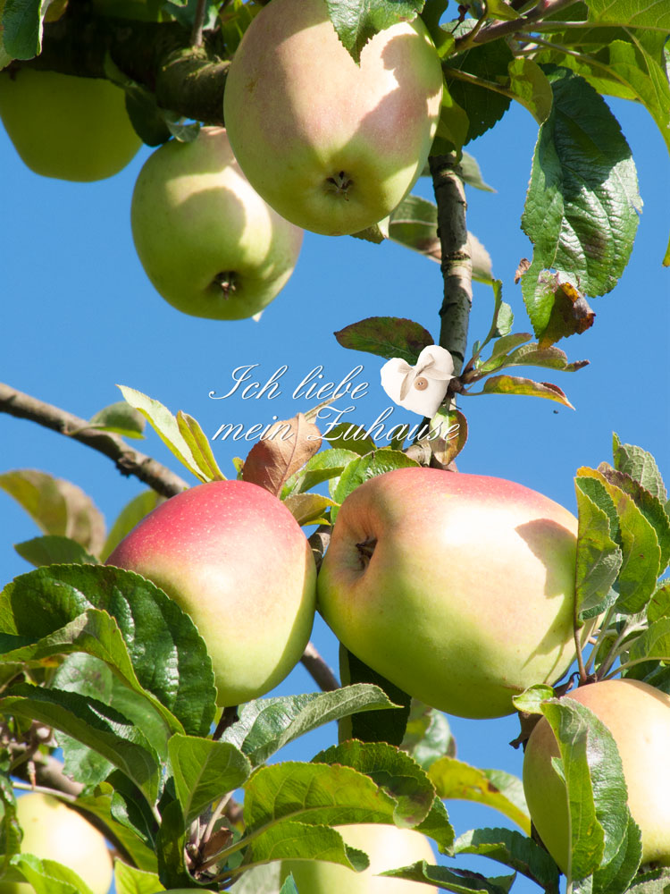 Blog - Herbstfotos in der Natur mit Äpfel - Wiese - Bach - Bild 2