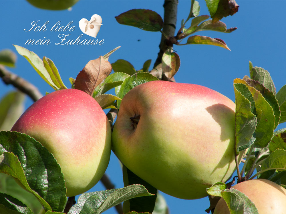 Blog - Herbstfotos in der Natur mit Äpfel - Wiese - Bach - Bild 3