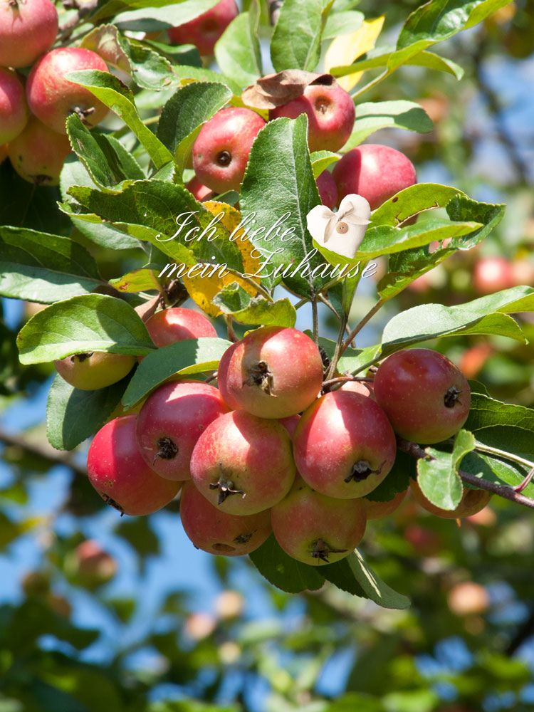 Blog - Mediterrane Herbstimpressionen mit Windlichtern, Muscheln und Kürbissen - Bild 2