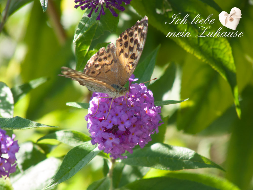 Blog - Mediterrane Herbstimpressionen mit Windlichtern, Muscheln und Kürbissen - Bild 7