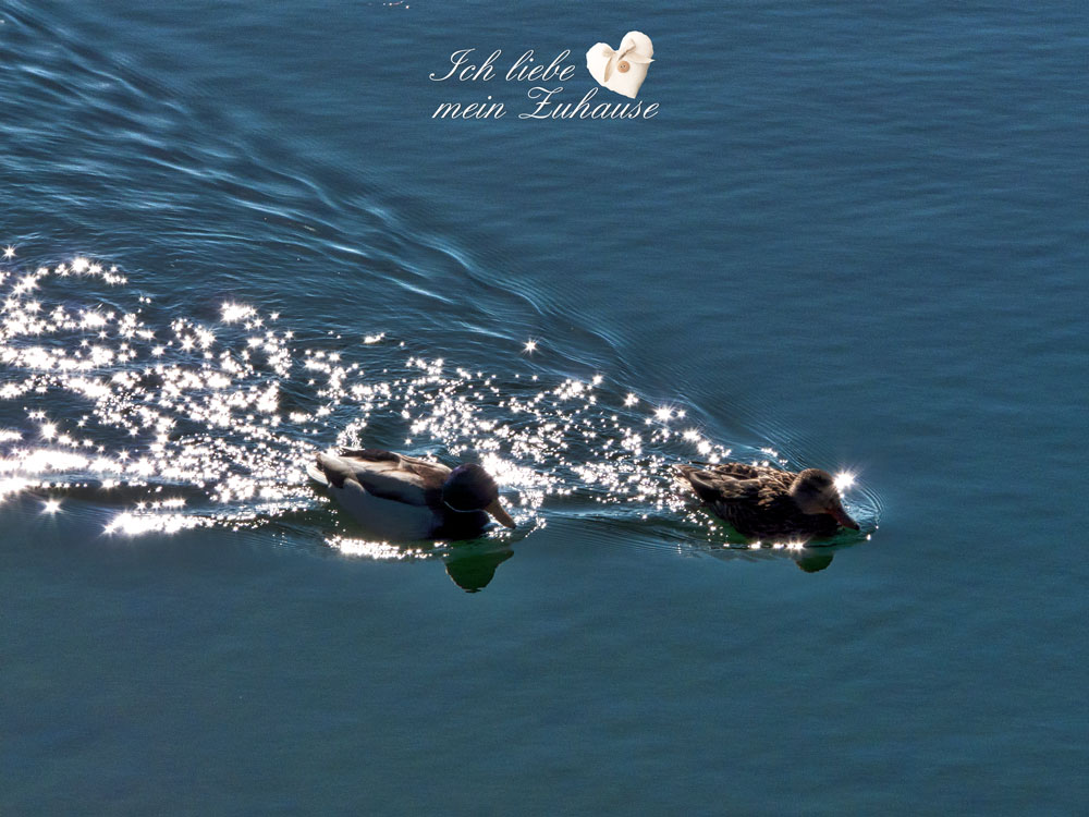 Blog - Sommerpause - Entenpaar mit Sternenschleier am See - Seaside-Stil