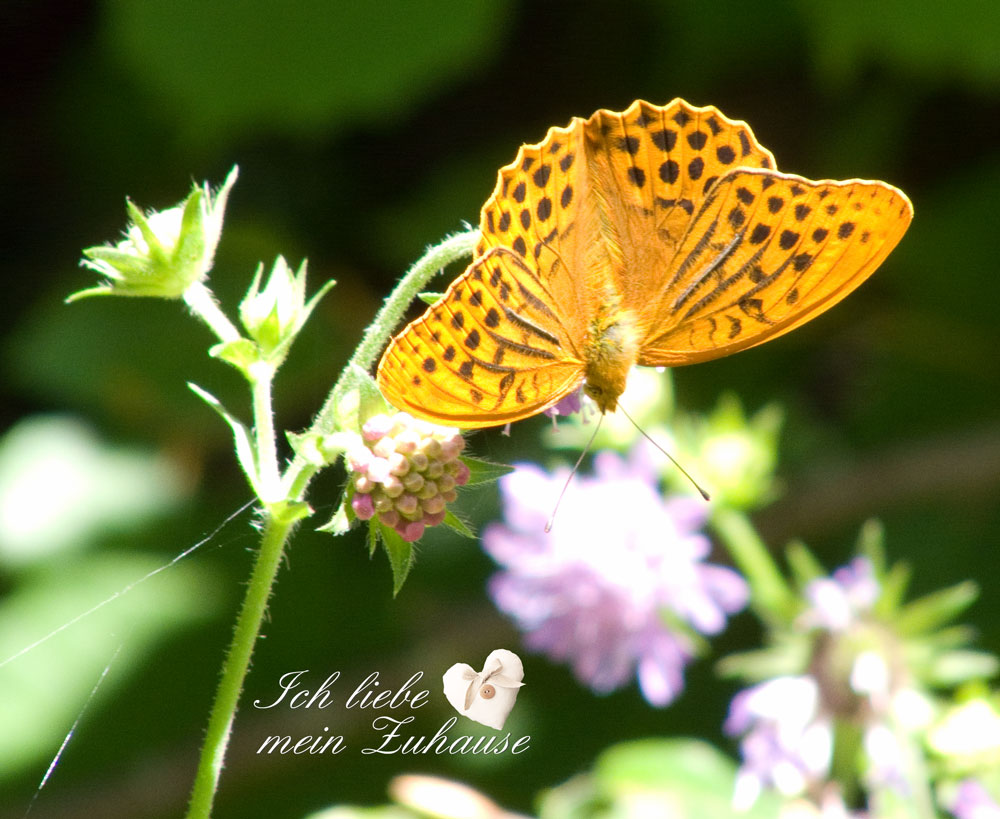 Blog - Sommerpause mit einem Silberstrich Schmetterling - Landhausstil