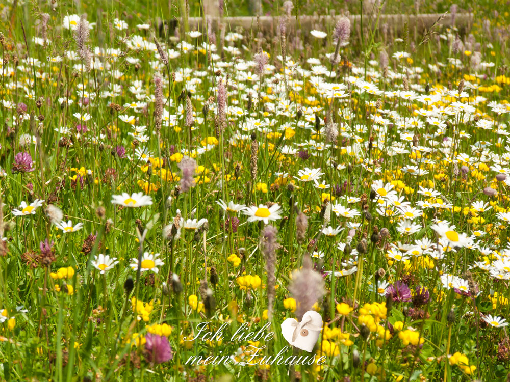 Blog - Sommerpause in einer Sommerwiese - Landhausstil