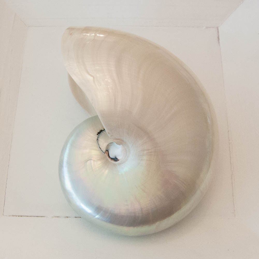 Nautilus Perlmutt Weiss Glanz Nautilus Perlmutt Weiss Glanz