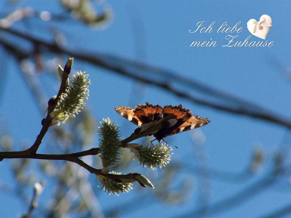 Blog - Frühling in den Alpen - Bild 2