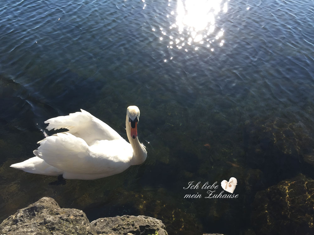 Blog - Frühling im Rosenpark und am See - Bild 4