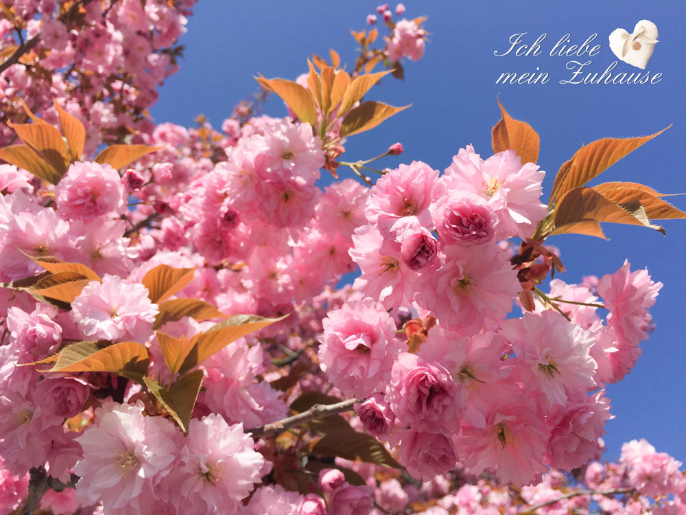 Blog - Frühlingsfotos - Bild 2