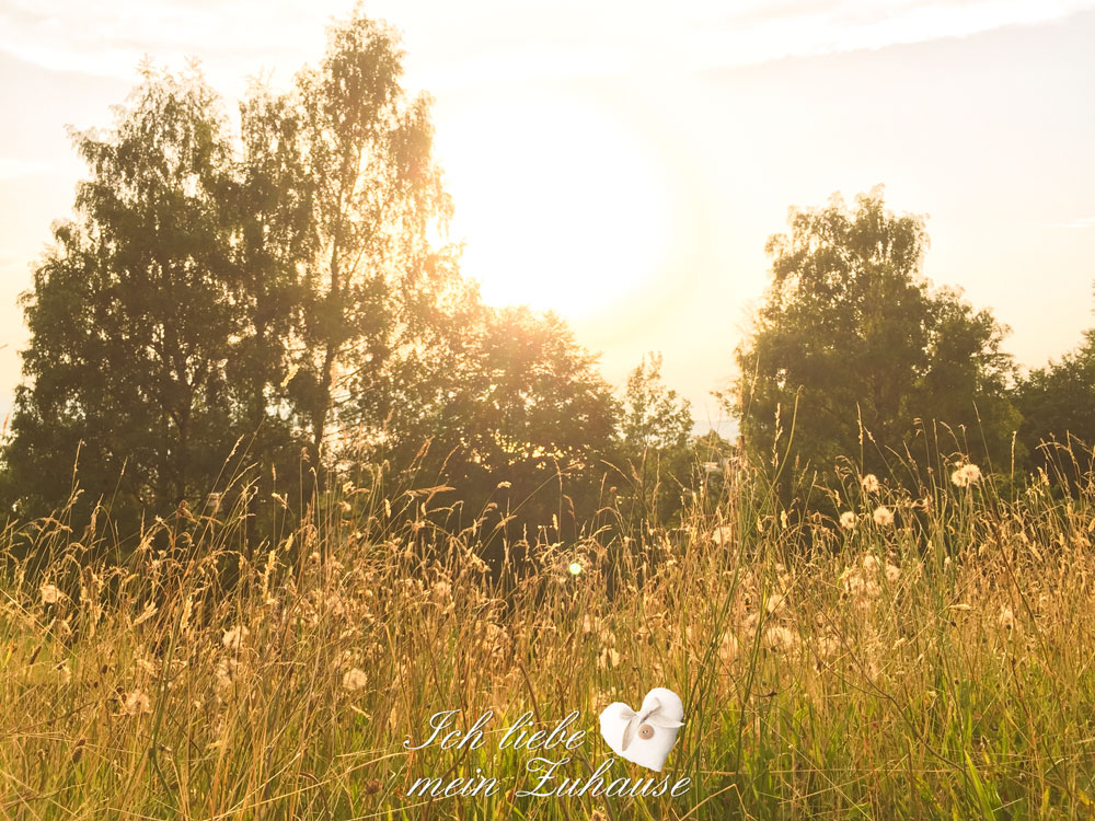 Blog - Wiese in Abendstimmung