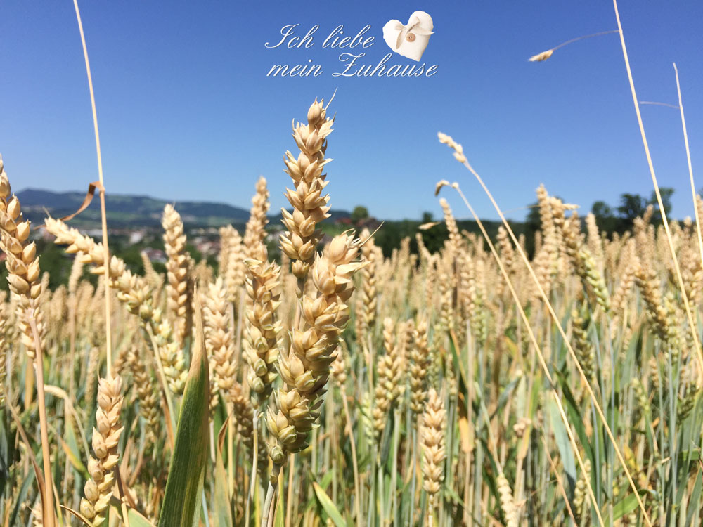 Blog - Getreidefeld im Sommer