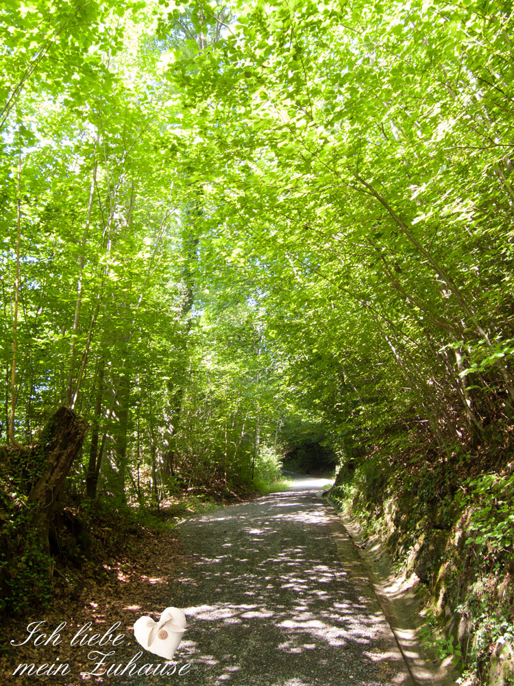 Blog - Leckeres Rezept für Brownies mit Kokos-Raspel und Waldbilder - Bild 2