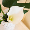 Lene Bjerre - Blumenstrauss elegant mit 2 weissen Callas, weisser Pfingstrose und Monstera Blatt