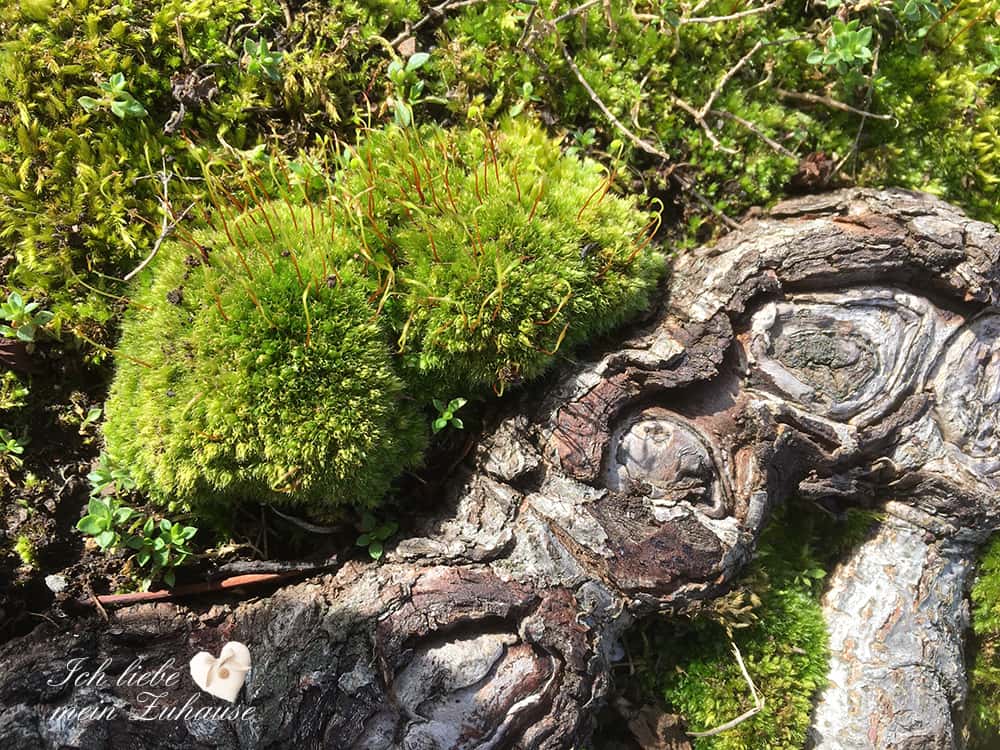 Backen Sie sich glücklich - Im Einklang mit der Natur