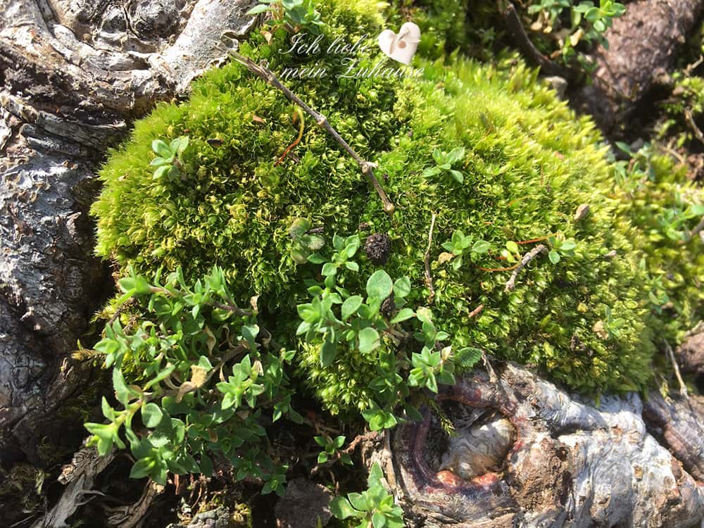 Backen Sie sich glücklich - Im Einklang mit der Natur