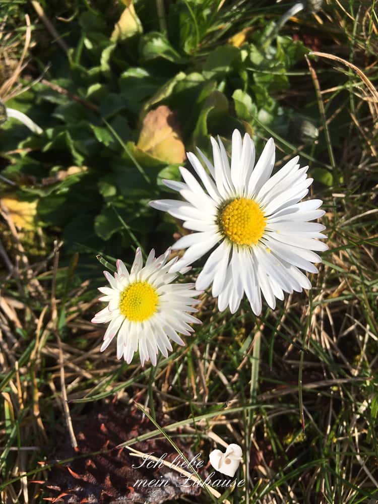 Backen Sie sich glücklich - Im Einklang mit der Natur